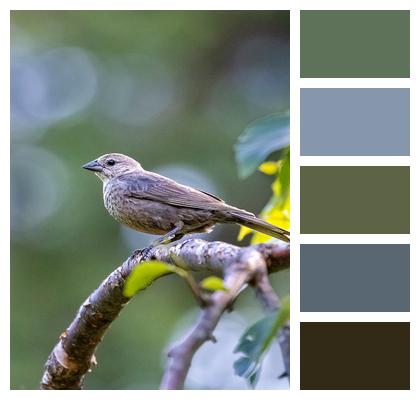 Ornithology Bird Phone Wallpaper Image